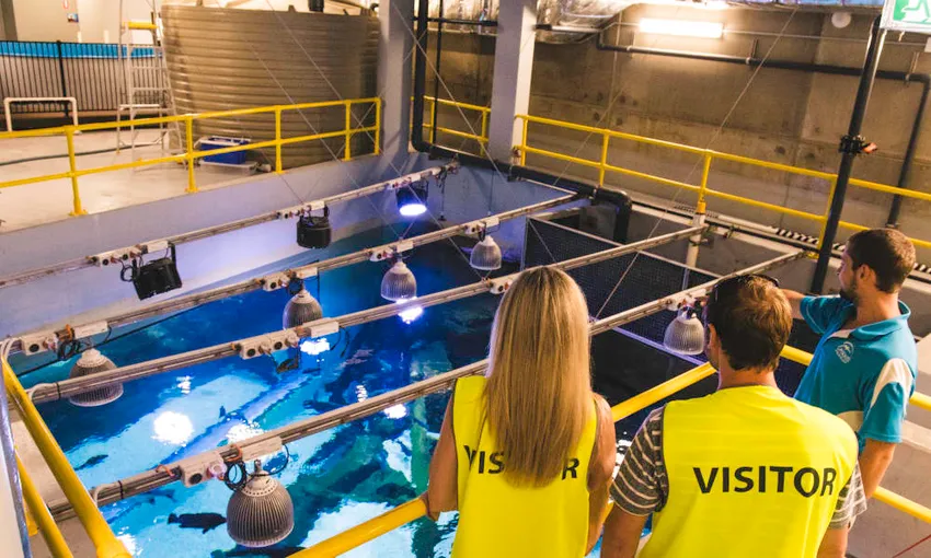 Marine Life Encounter Aquarium Guided Tour | Experience Oz