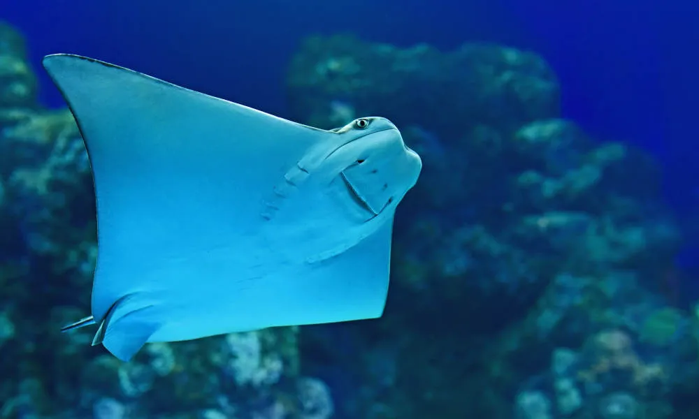 Marine Life Encounter Aquarium Guided Tour | Experience Oz-6