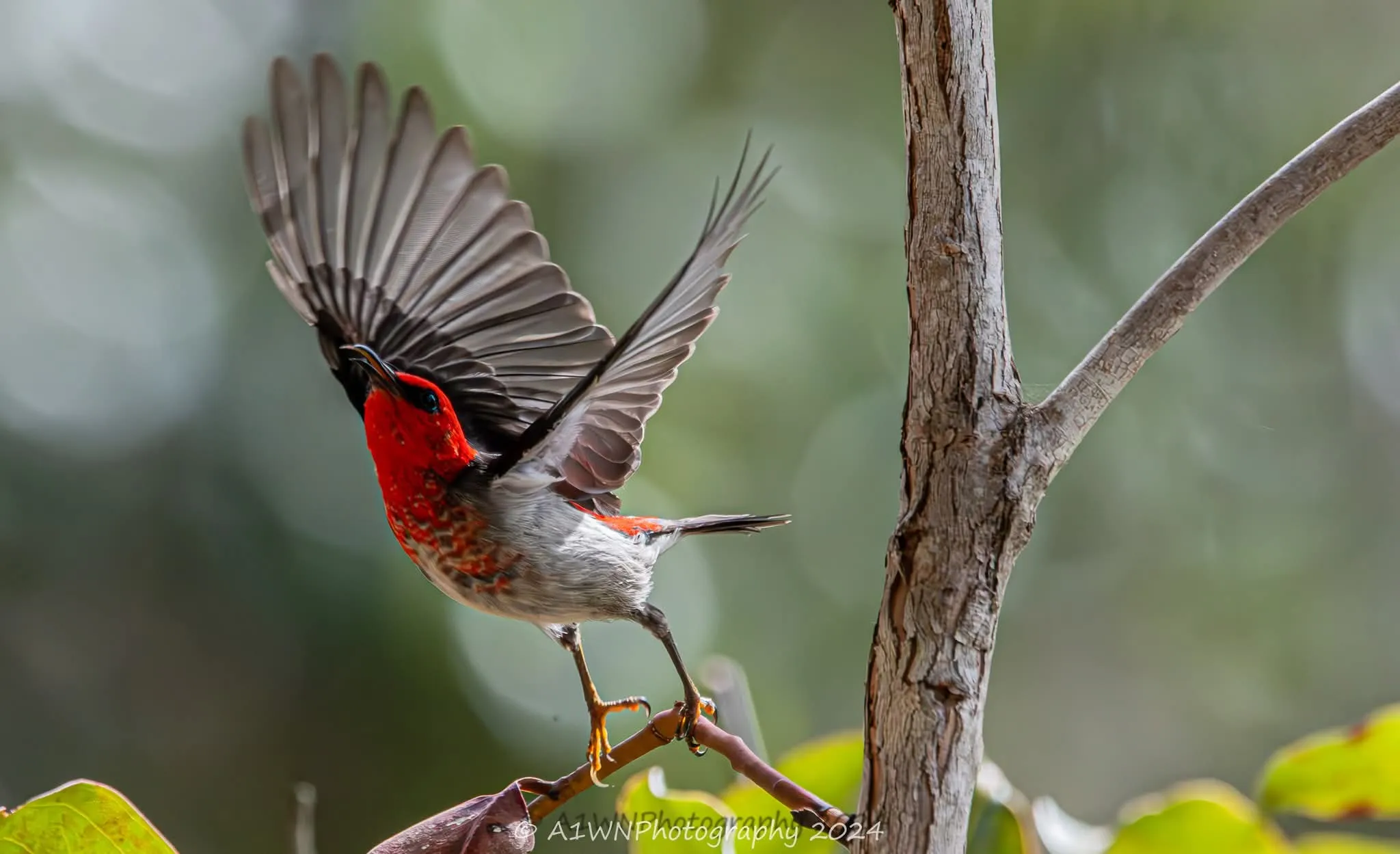 Agnes Water Bush Medicine Boardwalk Tour | Experience Oz-5