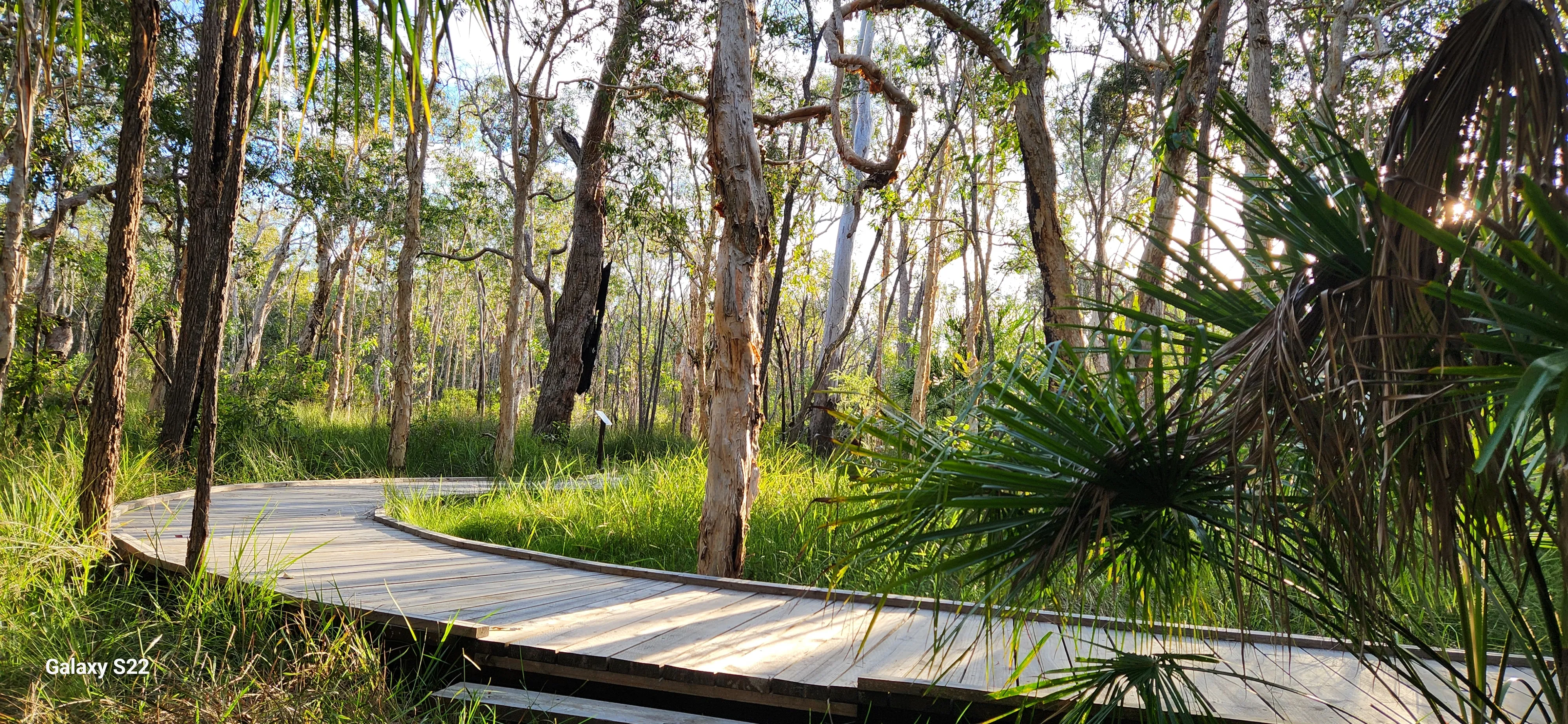 Agnes Water Bush Medicine Boardwalk Tour | Experience Oz-7