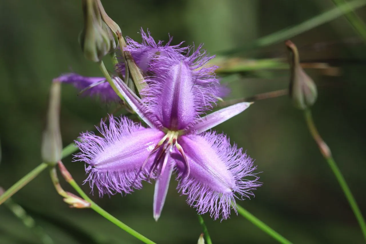 Agnes Water Bush Medicine Boardwalk Tour | Experience Oz-9