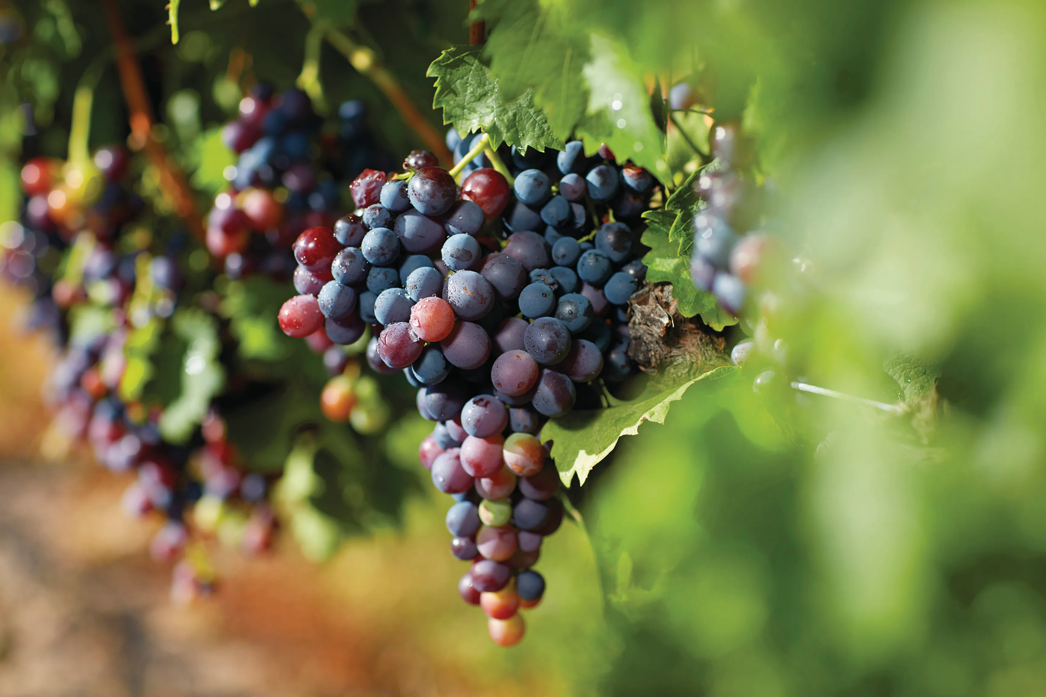 Granite Belt Vintage Private Guided Tour | Experience Oz-2