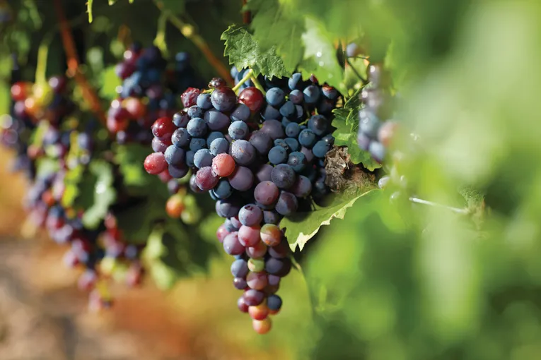 Granite Belt Vintage Private Guided Tour | Experience Oz