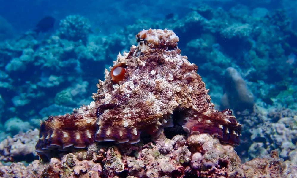 Southern Great Barrier Reef Snorkel Tour - Day | Experience Oz-7