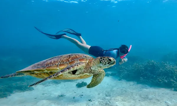 Southern Great Barrier Reef Guided Snorkel Tour - Full Day