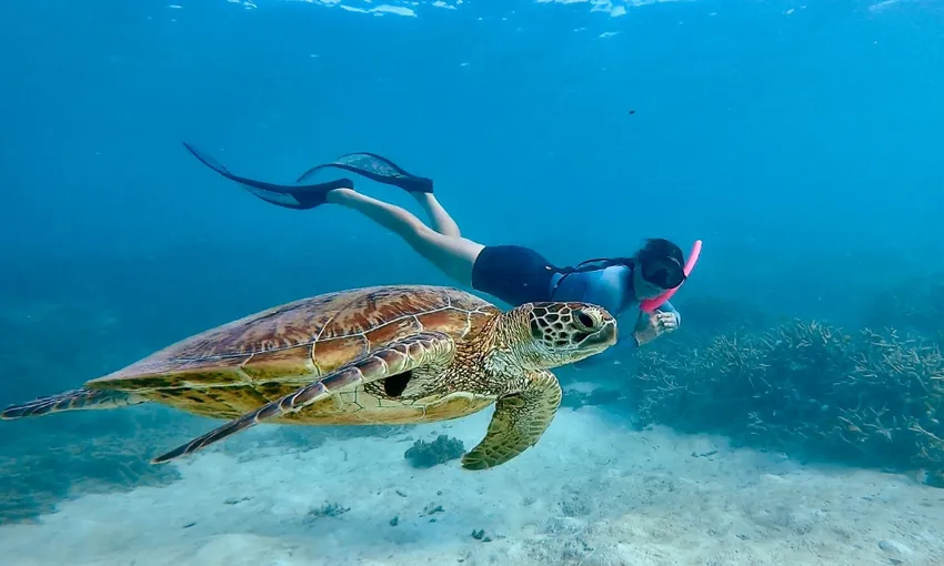 Southern Great Barrier Reef Snorkel Tour - Day | Experience Oz