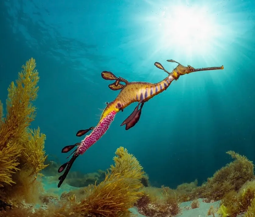 Mornington Peninsula Day Tour & Seal Snorkel | Experience Oz-6