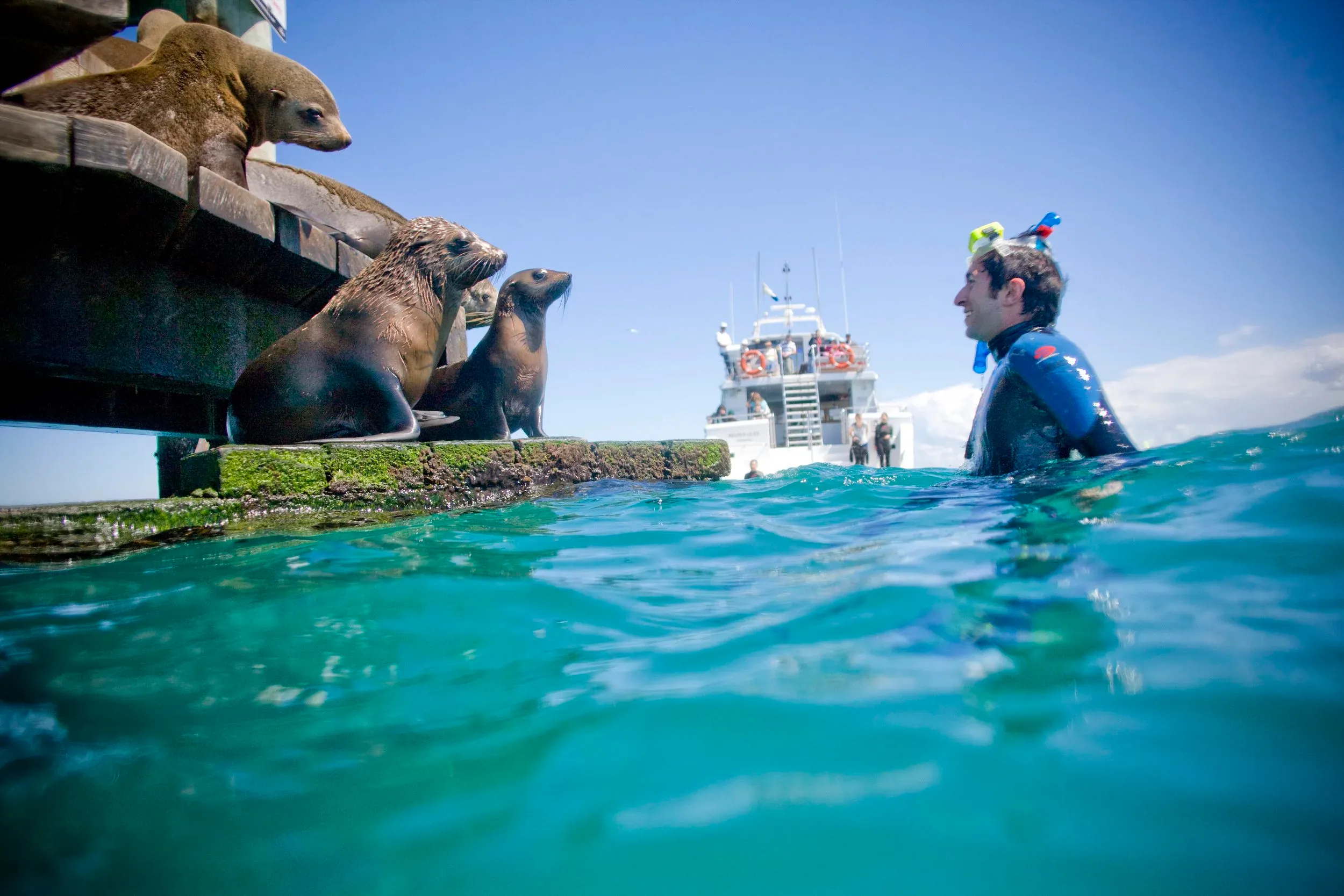 Mornington Peninsula Day Tour & Seal Snorkel | Experience Oz-5