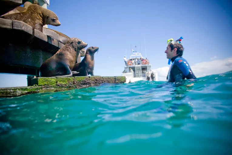 Mornington Peninsula Day Tour & Seal Snorkel | Experience Oz