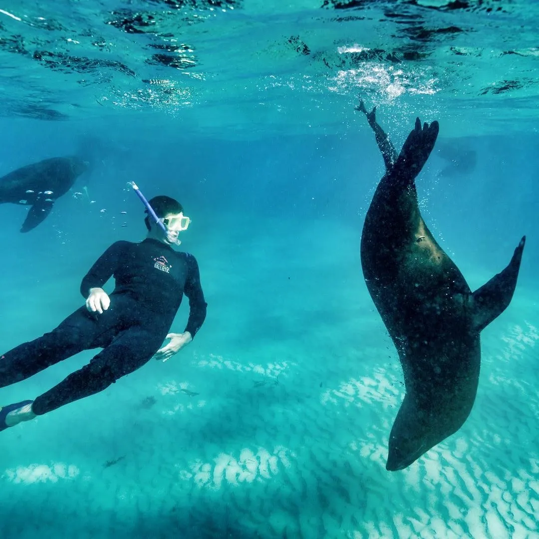Mornington Peninsula Day Tour & Seal Snorkel | Experience Oz-9