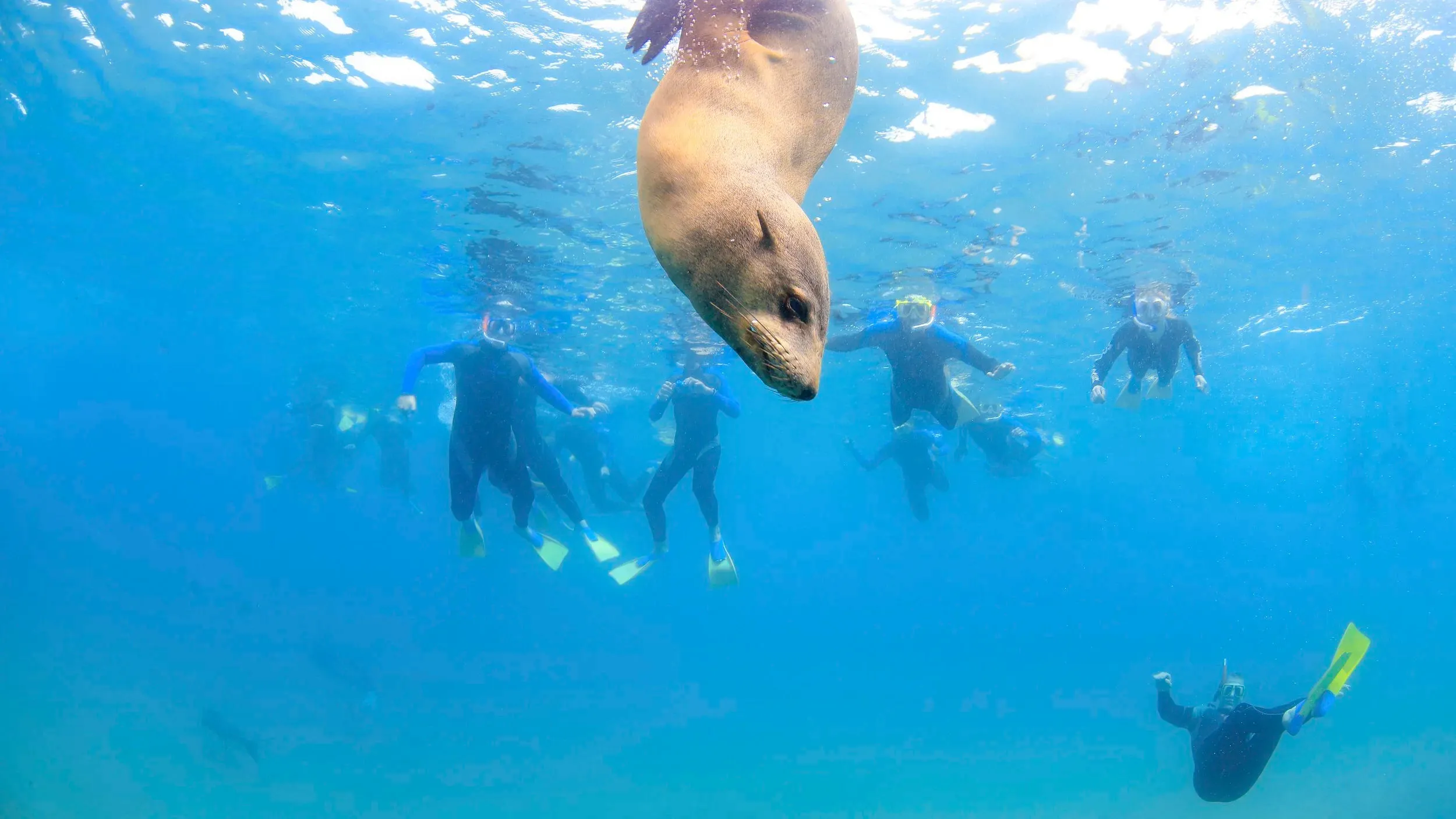 Mornington Peninsula Day Tour & Seal Snorkel | Experience Oz-2