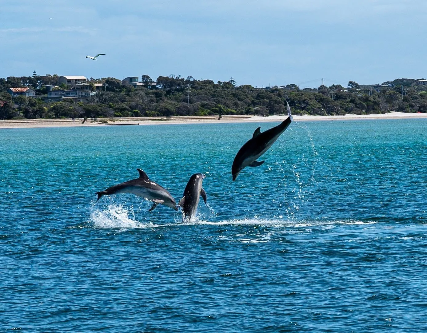 Dolphin Swim & Hot Springs Combo | Experience Oz-2
