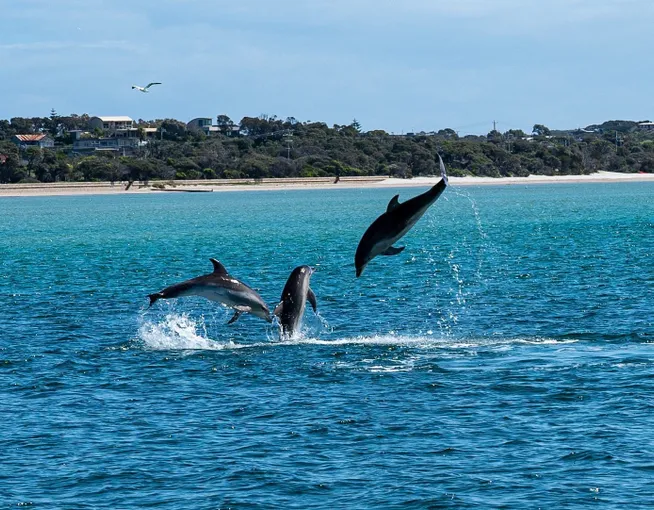 Dolphin Swim & Hot Springs Combo | Experience Oz