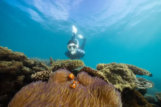 Fitzroy Island Ferry & Snorkel Tour from Cairns - Full Day