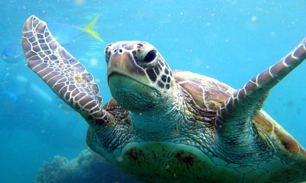 Whitsundays Atlantic Clipper Sail - 2 Nights | Experience Oz-4