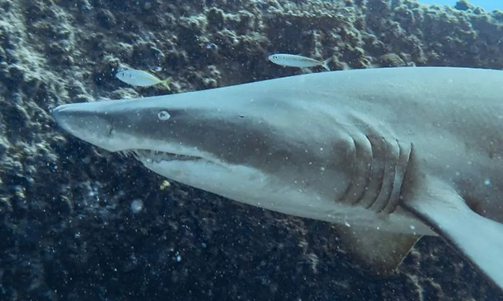 Mooloolaba Grey Nurse Shark Double Dive - 4 Hours | Experience Oz-4