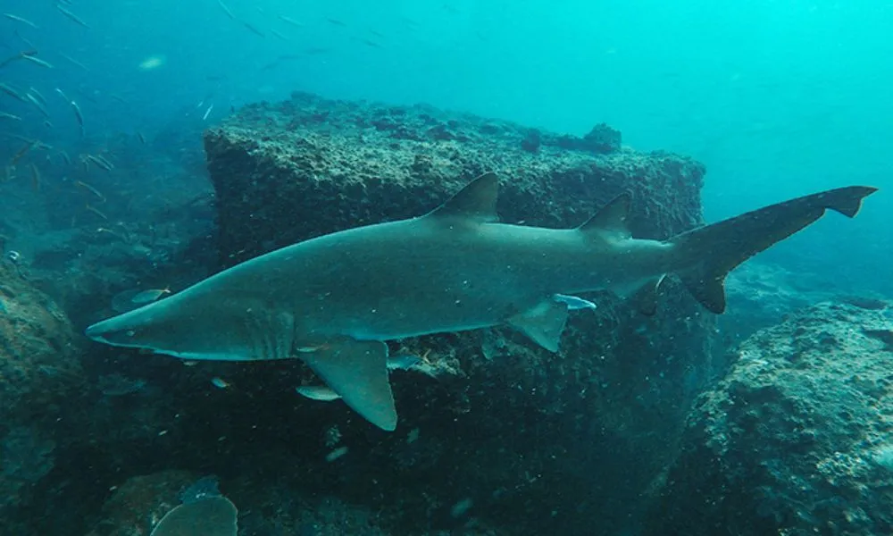 Mooloolaba Grey Nurse Shark Double Dive - 4 Hours | Experience Oz-5