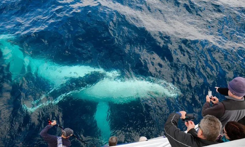 2 Hour Merimbula Whale Watching Tour - Book Now | Experience Oz