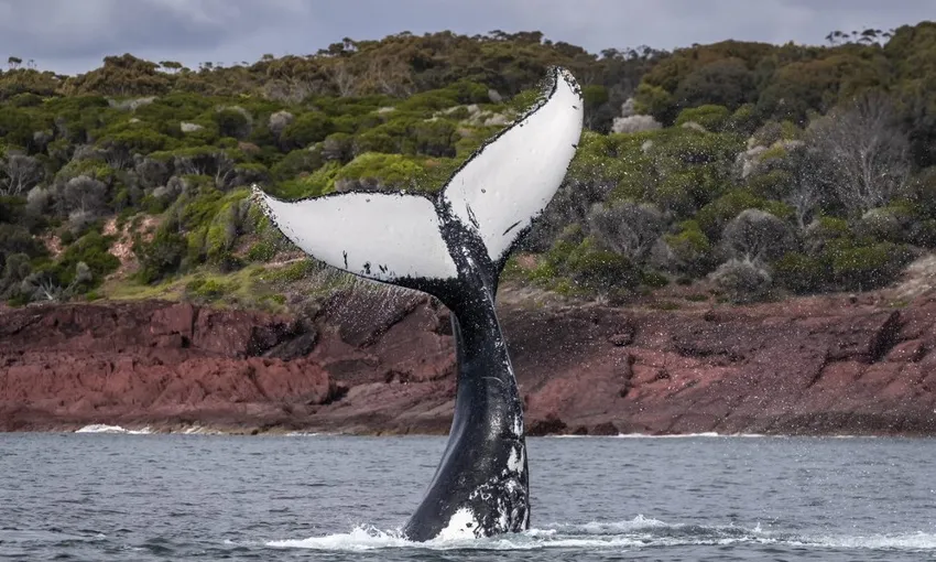 2 Hour Merimbula Whale Watching Tour - Book Now | Experience Oz