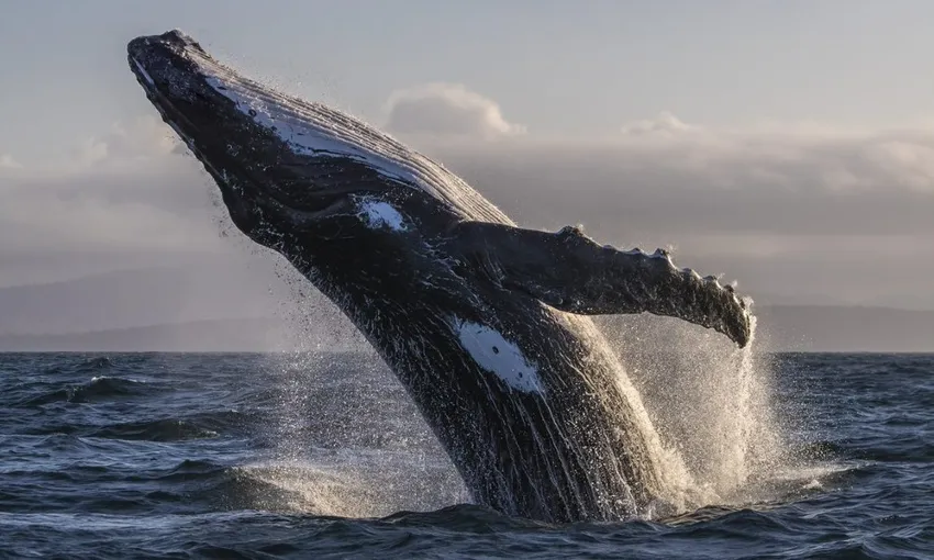 2 Hour Merimbula Whale Watching Tour - Book Now | Experience Oz