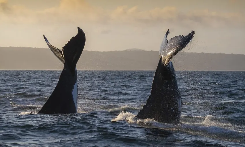 2 Hour Merimbula Whale Watching Tour - Book Now | Experience Oz