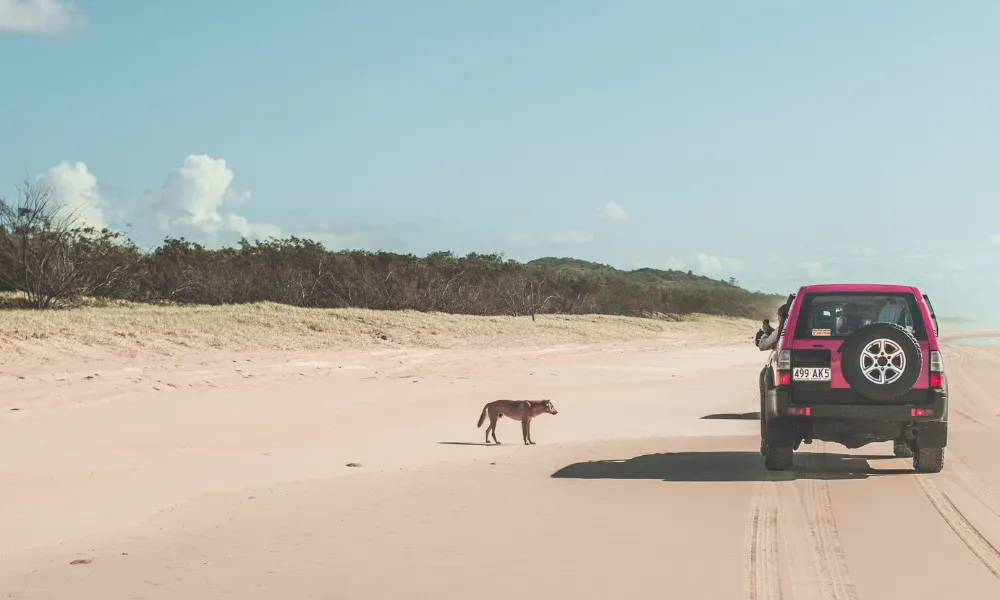K’Gari 4WD Adventure from Hervey Bay 2 Days | Experience Oz-5