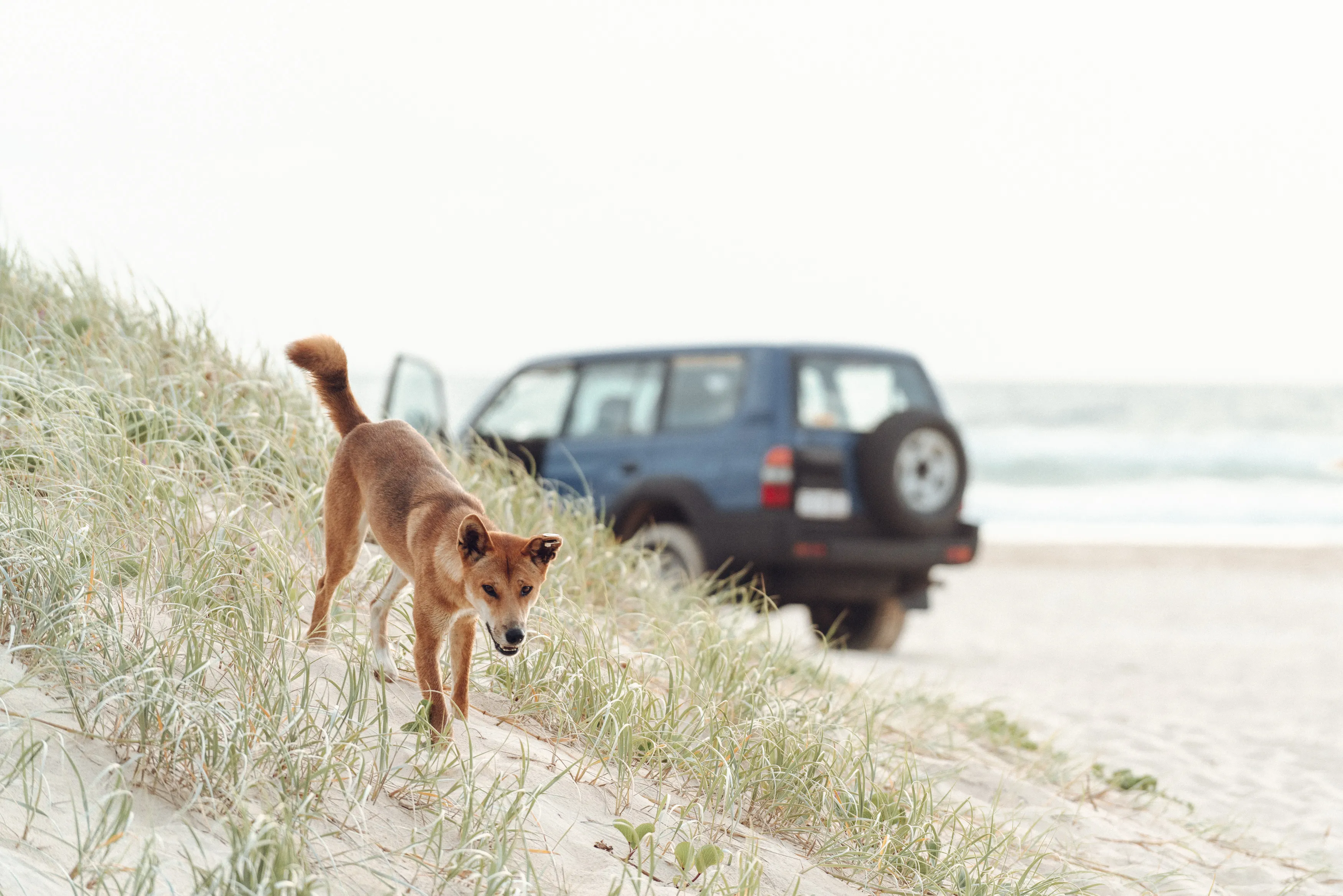 K’Gari 4WD Adventure from Hervey Bay 2 Days | Experience Oz-12