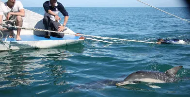 Adelaide Dolphin Watching Cruise - Book Now | Experience Oz