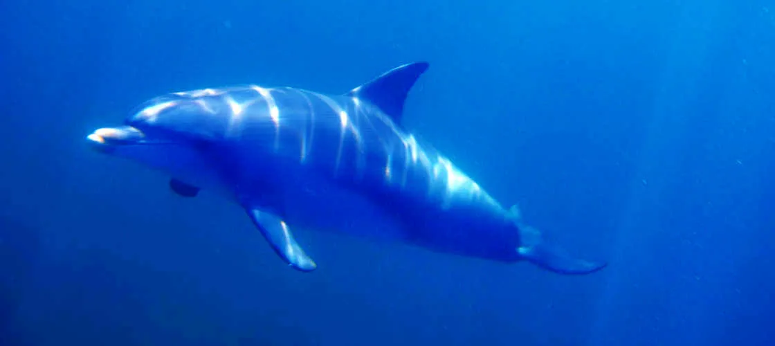 Adelaide Dolphin Watching Cruise - Book Now | Experience Oz-9