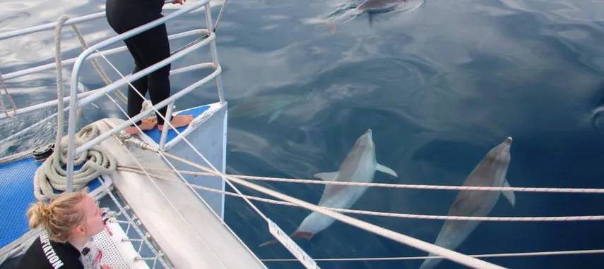 Adelaide Dolphin Watching Cruise - Book Now | Experience Oz