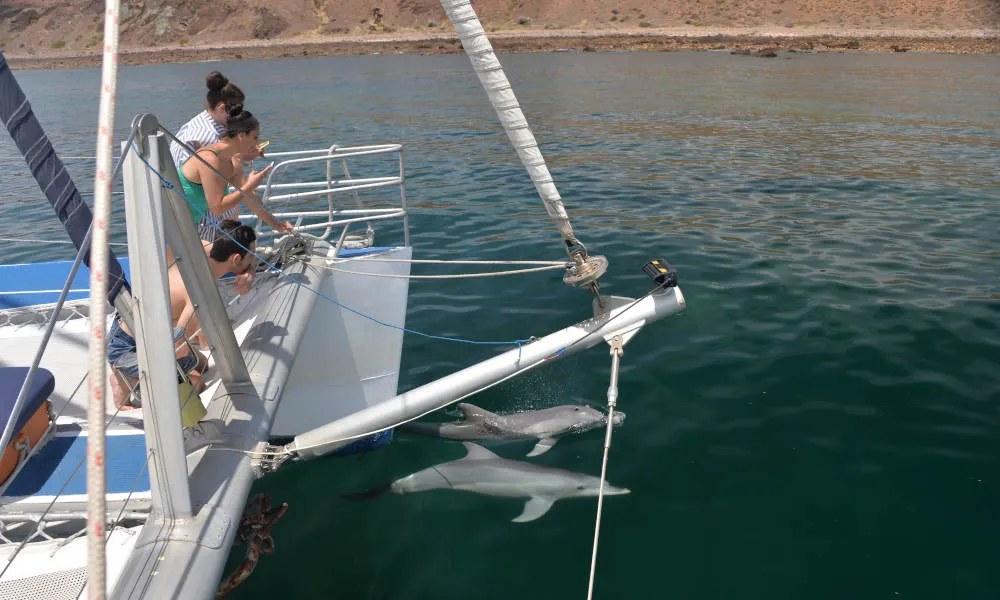 Adelaide Dolphin Watching Cruise - Book Now | Experience Oz-6