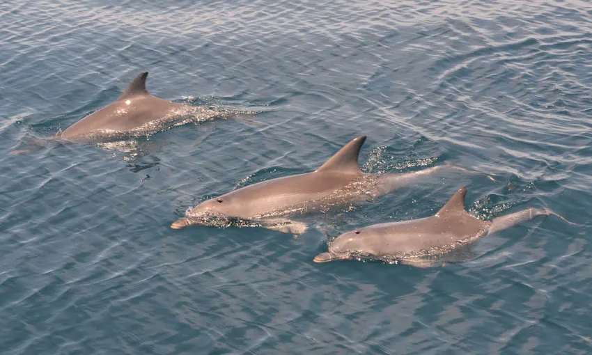 Adelaide Dolphin Watching Cruise - Book Now | Experience Oz