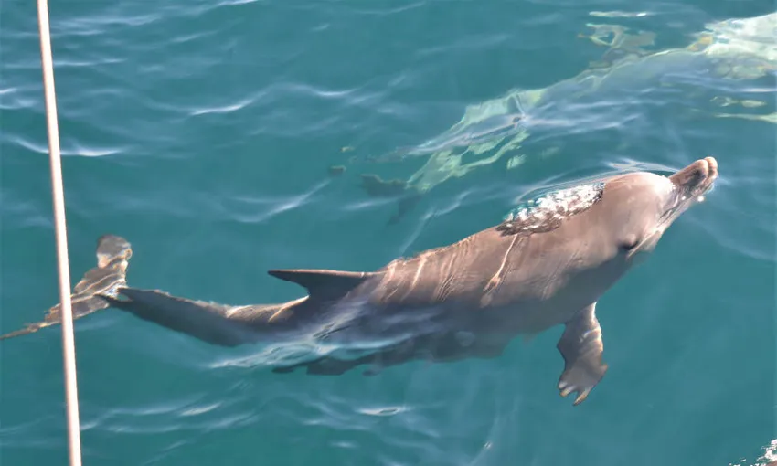 Adelaide Dolphin Watching Cruise - Book Now | Experience Oz