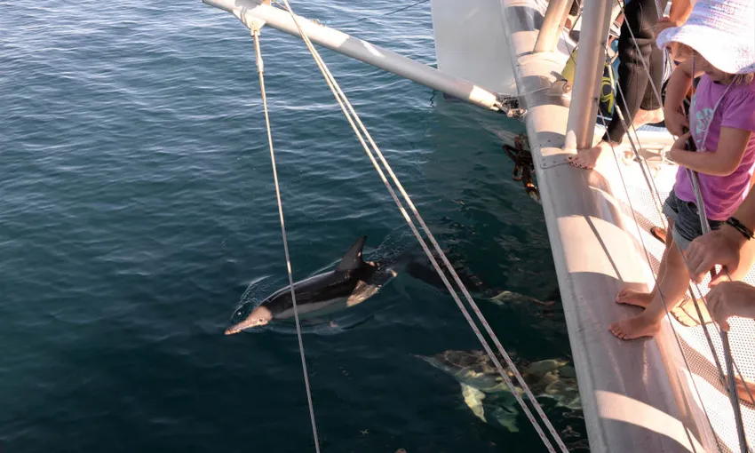Adelaide Dolphin Watching Cruise - Book Now | Experience Oz