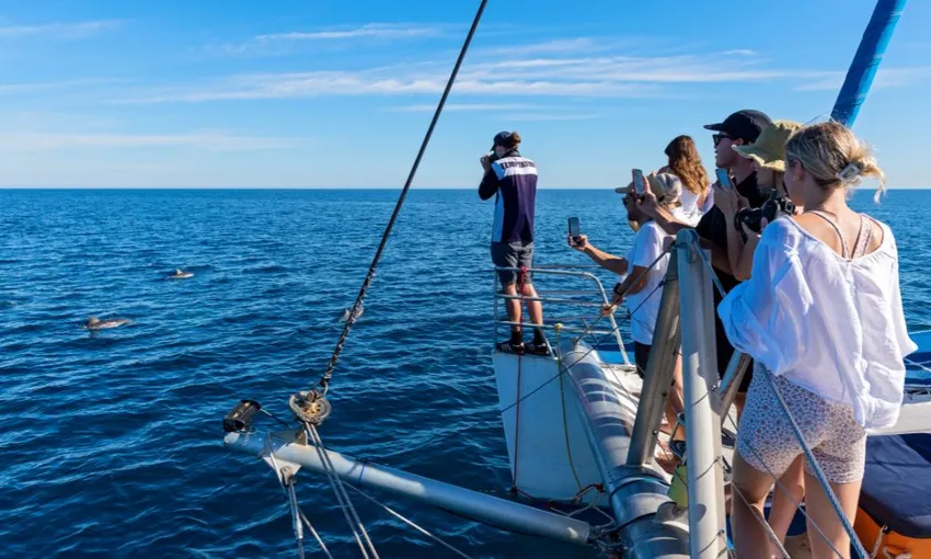 Adelaide Dolphin Watching Cruise - Book Now | Experience Oz