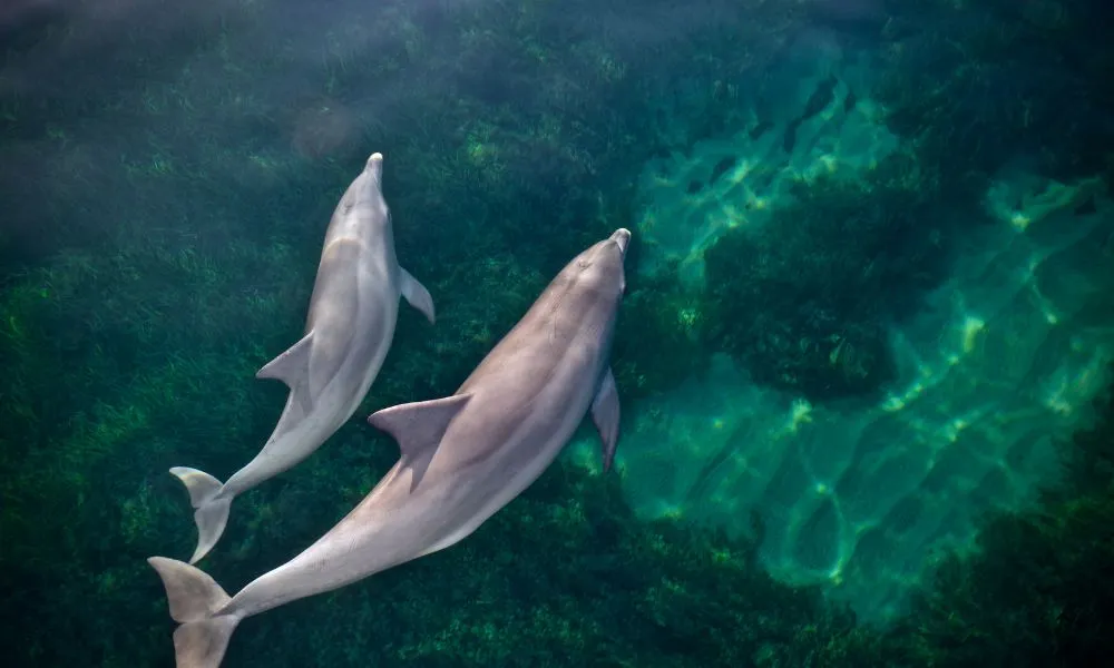 Adelaide Dolphin Watching Cruise - Book Now | Experience Oz-12