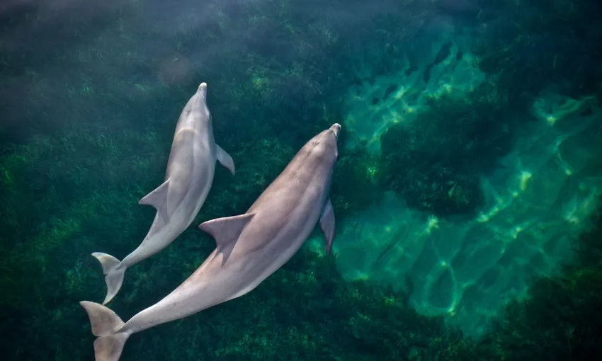 Adelaide Dolphin Watching Cruise - Book Now | Experience Oz