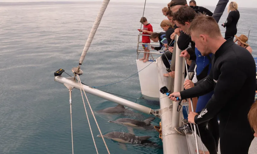 Adelaide Dolphin Watching Cruise - Book Now | Experience Oz