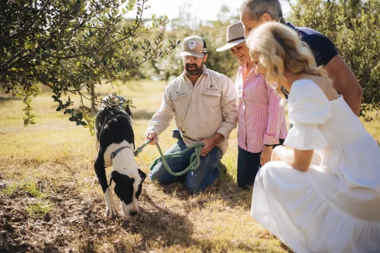 Granite Belt Guided Truffle Farm Tour with Lunch - 2.5 Hours