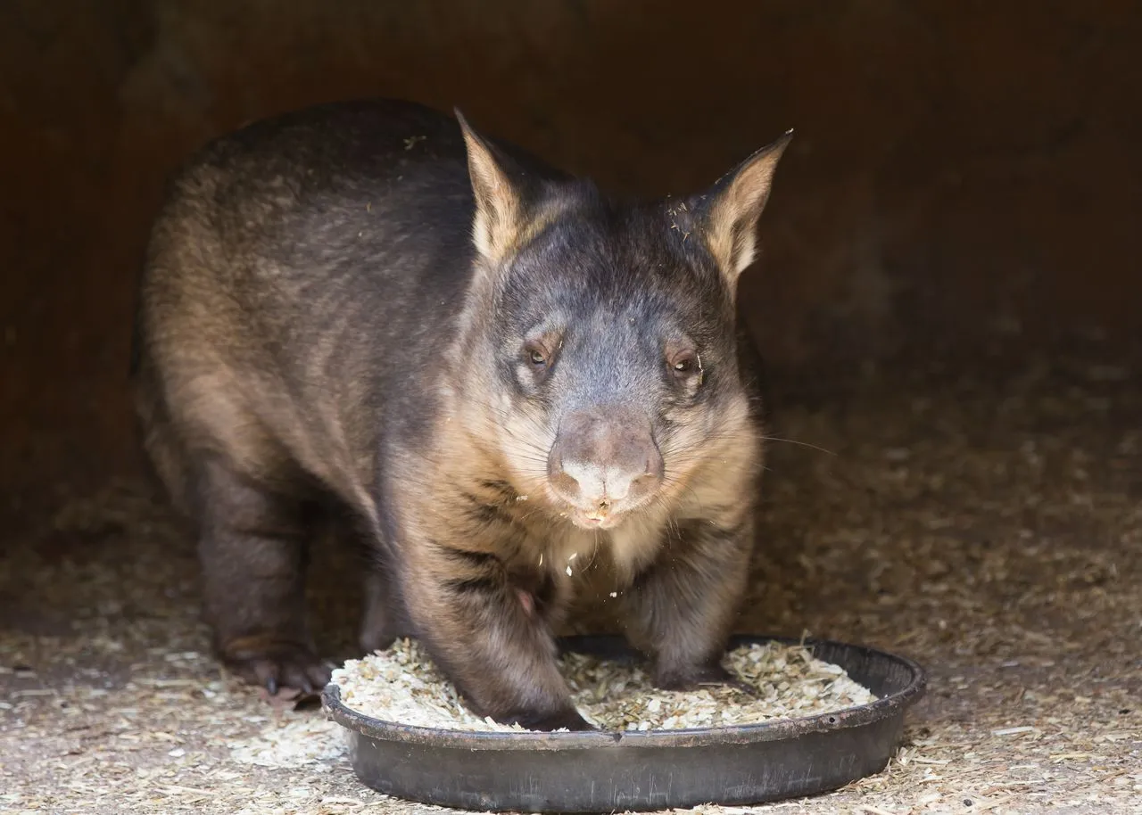 Cooberrie Park Wildlife Sanctuary | Experience Oz-7