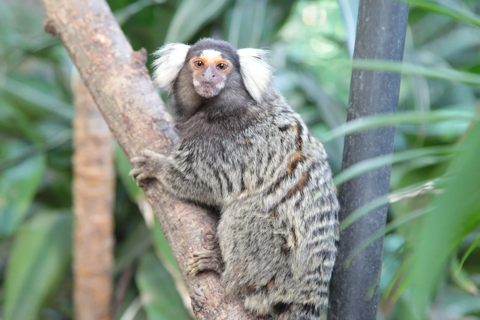 Cooberrie Park Wildlife Sanctuary | Experience Oz-8