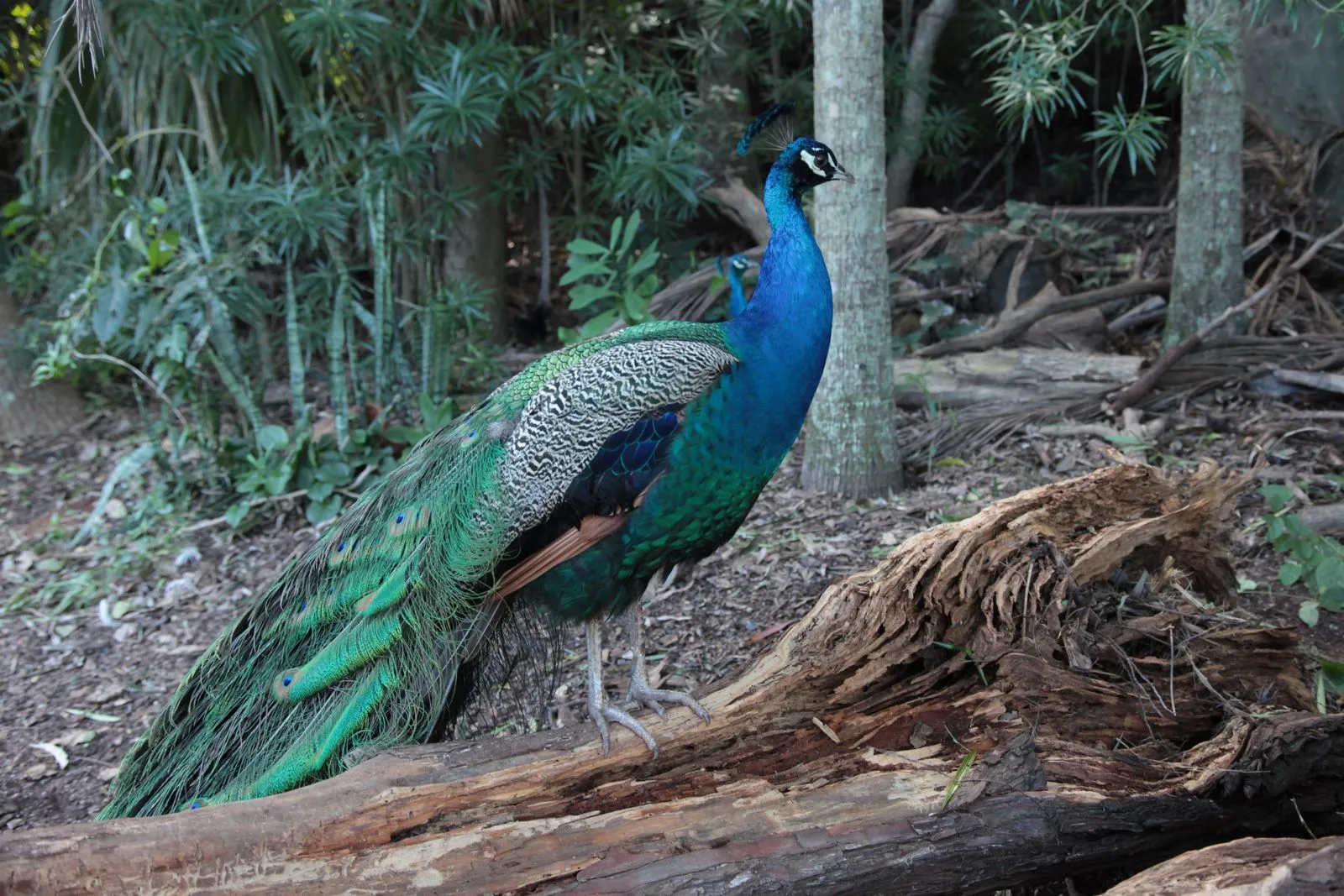 Cooberrie Park Wildlife Sanctuary | Experience Oz-9