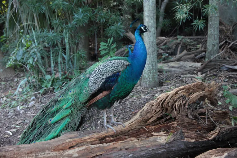 Cooberrie Park Wildlife Sanctuary | Experience Oz