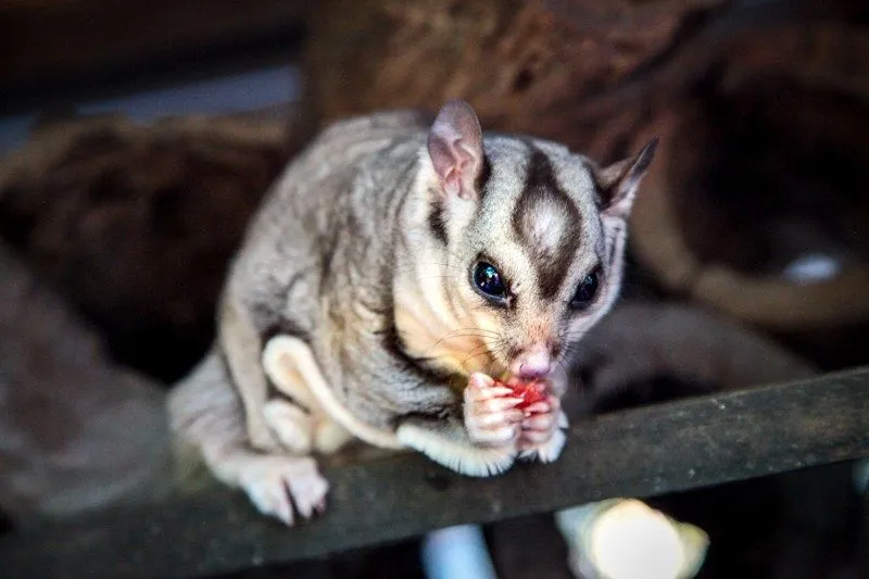 Cooberrie Park Wildlife Sanctuary | Experience Oz-10