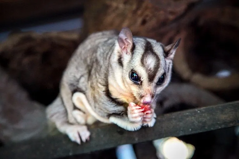 Cooberrie Park Wildlife Sanctuary | Experience Oz