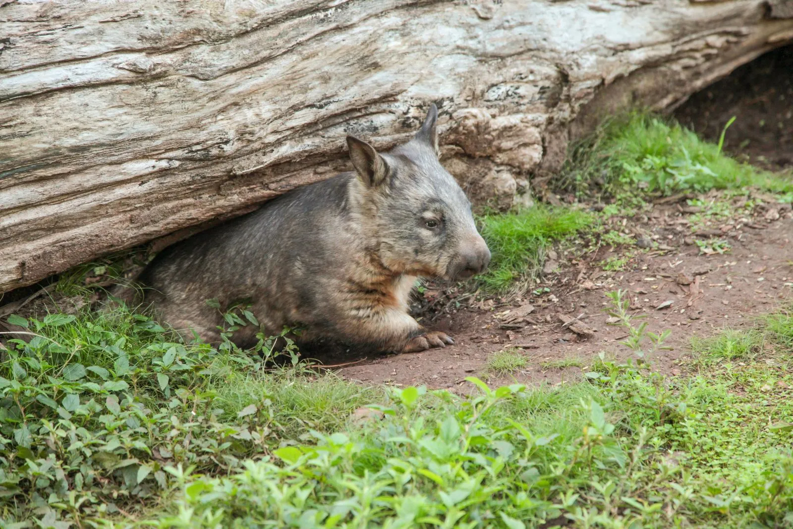 Cooberrie Park Wildlife Sanctuary | Experience Oz-11