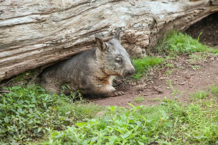 Cooberrie Park Wildlife Sanctuary | Experience Oz