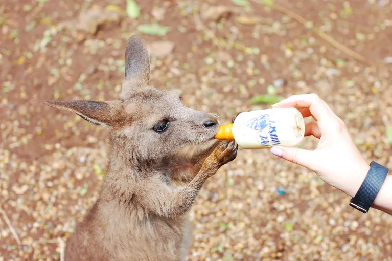Cooberrie Park Wildlife Sanctuary | Experience Oz