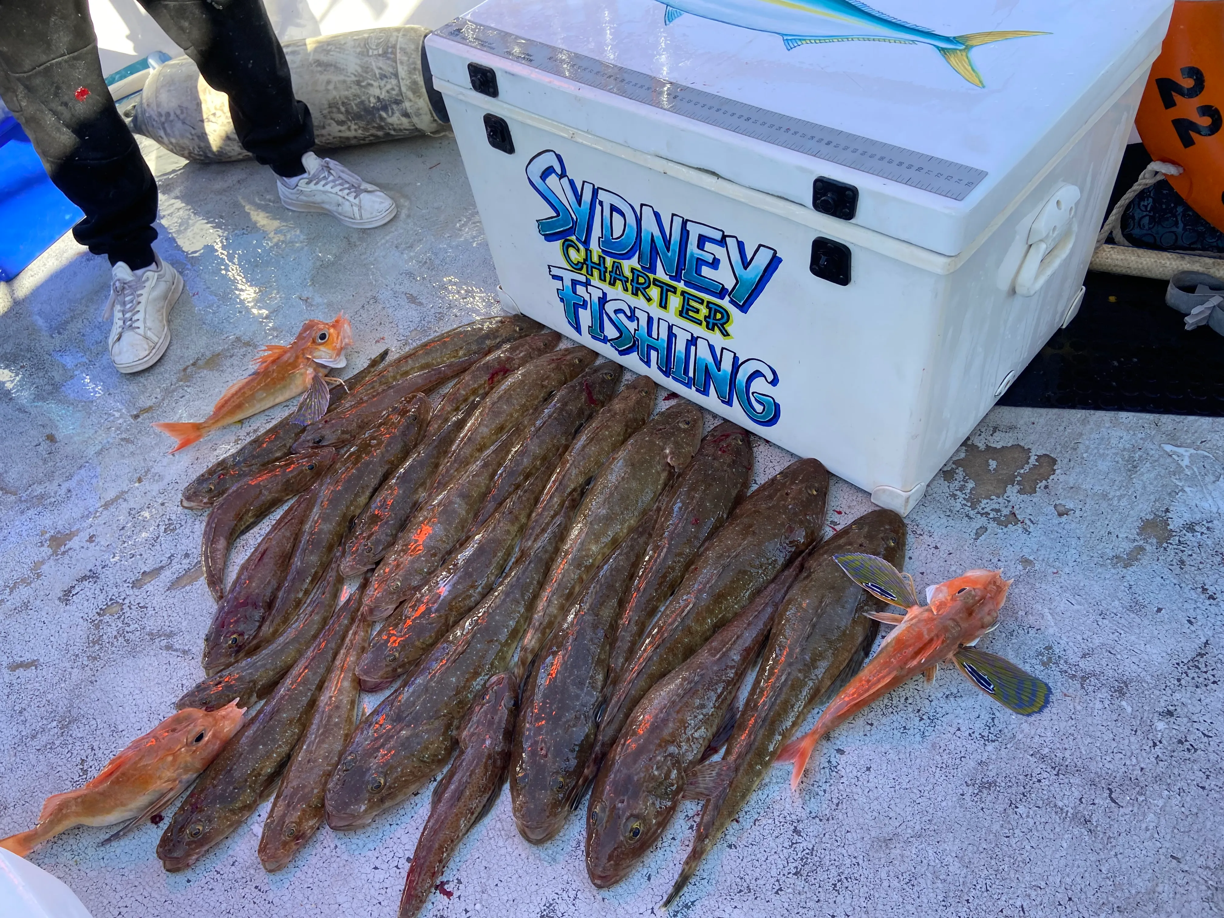 Offshore Deep Sea Reef Fishing Charter from Sydney - 4 Hours  | Experience Oz-13