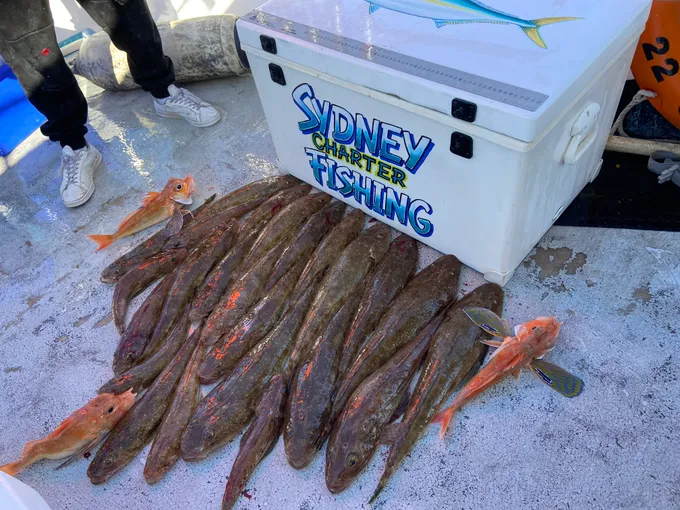 Offshore Deep Sea Reef Fishing Charter from Sydney - 4 Hours 